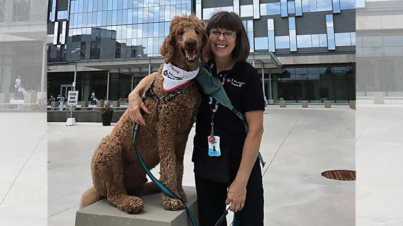 certifying your dog as a therapy dog