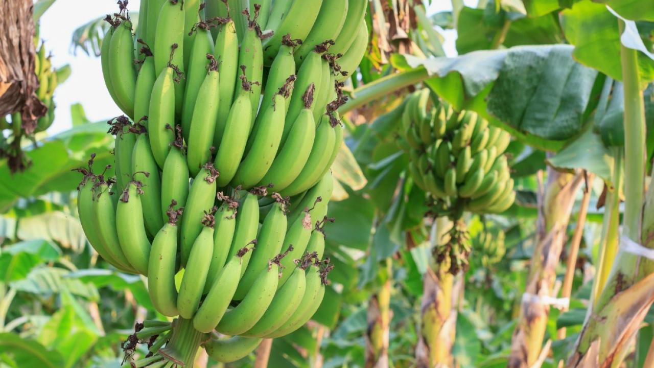 Food Links Have you met Canada’s only banana farmer?