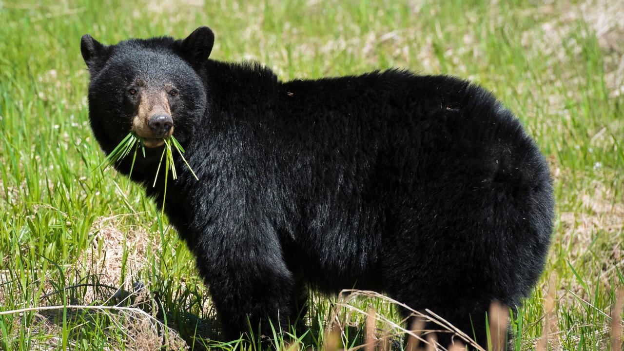 black bear