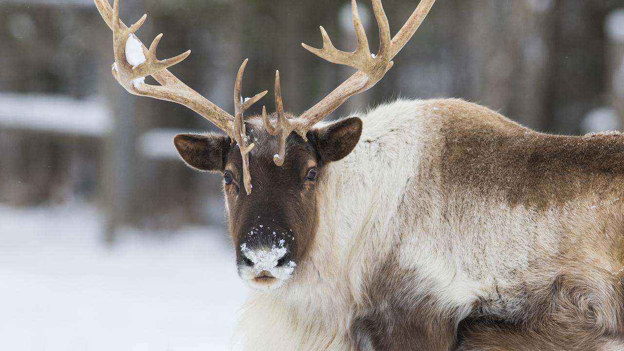 What Will It Take To Protect Ontario S Caribou Tvo Org
