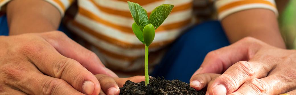 Two pairs of hands patting down the soil of a growing plant