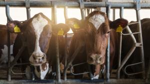 two cows in a stall facing front from the article Supply management is milking Canadians dry